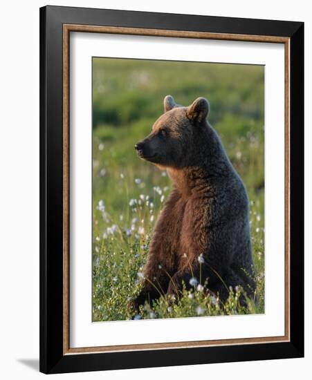 Young Brown bear sitting in meadow, Finland-Jussi Murtosaari-Framed Photographic Print