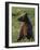 Young Brown bear sitting in meadow, Finland-Jussi Murtosaari-Framed Photographic Print