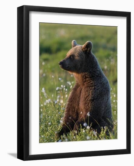 Young Brown bear sitting in meadow, Finland-Jussi Murtosaari-Framed Photographic Print