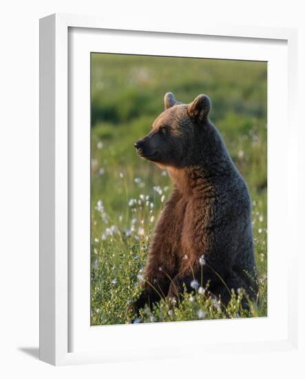 Young Brown bear sitting in meadow, Finland-Jussi Murtosaari-Framed Photographic Print