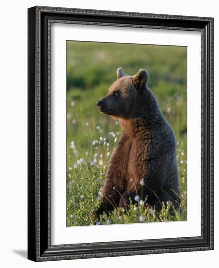 Young Brown bear sitting in meadow, Finland-Jussi Murtosaari-Framed Photographic Print