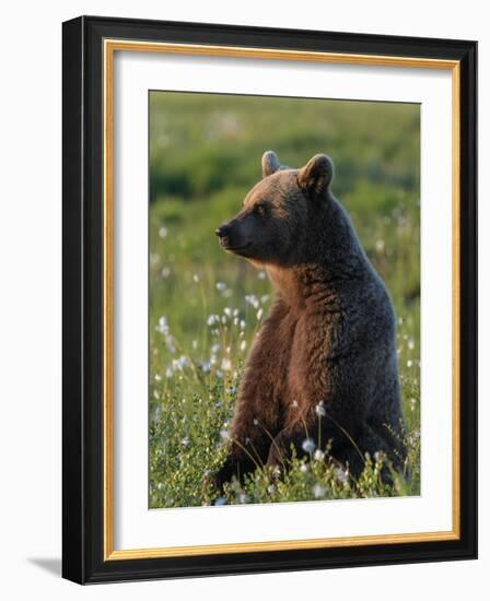 Young Brown bear sitting in meadow, Finland-Jussi Murtosaari-Framed Photographic Print