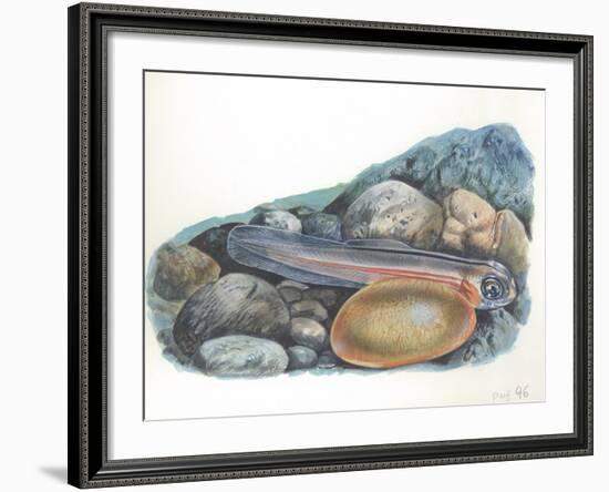 Young Brown Trout Salmo Trutta-null-Framed Giclee Print