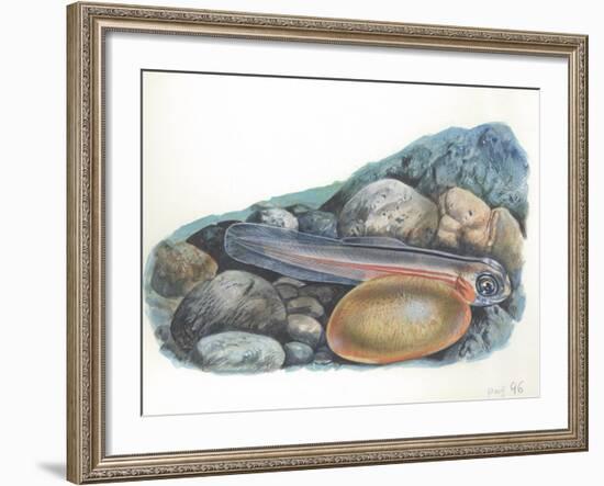 Young Brown Trout Salmo Trutta-null-Framed Giclee Print