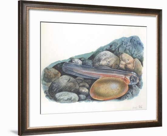 Young Brown Trout Salmo Trutta-null-Framed Giclee Print