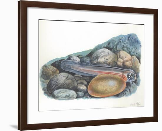 Young Brown Trout Salmo Trutta-null-Framed Giclee Print