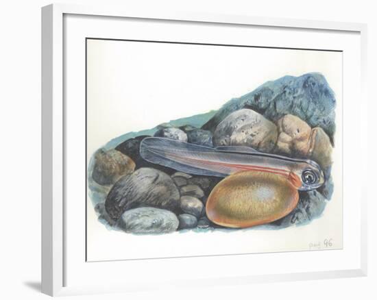 Young Brown Trout Salmo Trutta-null-Framed Giclee Print