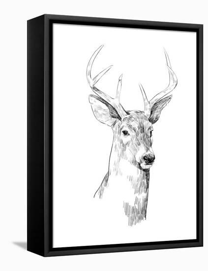 Young Buck Sketch I-Emma Scarvey-Framed Stretched Canvas