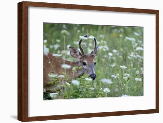 Young Buck-Robert Goldwitz-Framed Photographic Print