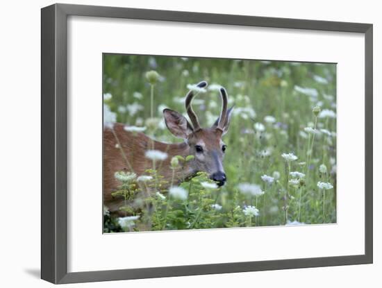 Young Buck-Robert Goldwitz-Framed Photographic Print