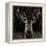 Young Buck-Liz Jardine-Framed Stretched Canvas