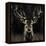 Young Buck-Liz Jardine-Framed Stretched Canvas