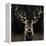 Young Buck-Liz Jardine-Framed Stretched Canvas