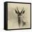 Young Buck-Lynne Douglas-Framed Premier Image Canvas