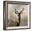 Young Buck-null-Framed Art Print