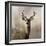 Young Buck-null-Framed Art Print