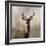 Young Buck-null-Framed Art Print