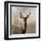 Young Buck-null-Framed Art Print