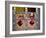 Young Buddhist Monks, Paro Dzong, Paro, Bhutan, Asia-Angelo Cavalli-Framed Photographic Print