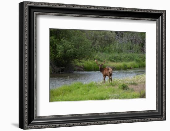 Young Bull Elk in the National Bison Range, Montana-James White-Framed Photographic Print