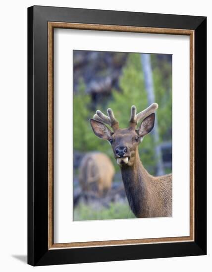 Young Bull Elk-Ken Archer-Framed Photographic Print