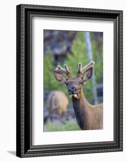 Young Bull Elk-Ken Archer-Framed Photographic Print