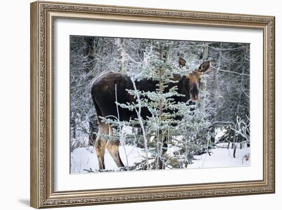 Young Bull Moose-Brenda Petrella Photography LLC-Framed Giclee Print