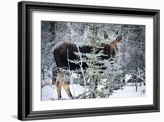 Young Bull Moose-Brenda Petrella Photography LLC-Framed Giclee Print