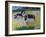 Young Bullocks in a Meadow, 1982-Brenda Brin Booker-Framed Giclee Print