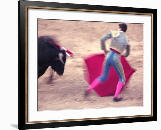 Young Bulls in the Main Square Used as the Plaza De Toros, Chinchon, Comunidad De Madrid, Spain-Marco Cristofori-Framed Photographic Print