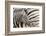 Young Burchell's zebra, nestles against its mother while they rest, Etosha National Park, Namibia.-Brenda Tharp-Framed Photographic Print