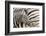 Young Burchell's zebra, nestles against its mother while they rest, Etosha National Park, Namibia.-Brenda Tharp-Framed Photographic Print