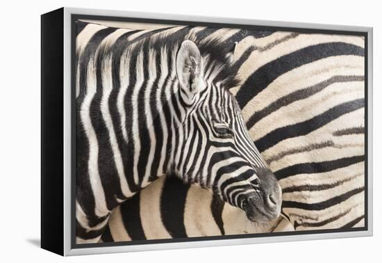 Young Burchell's zebra, nestles against its mother while they rest, Etosha National Park, Namibia.-Brenda Tharp-Framed Premier Image Canvas