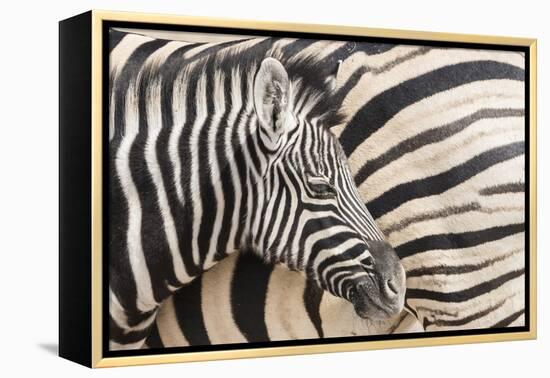 Young Burchell's zebra, nestles against its mother while they rest, Etosha National Park, Namibia.-Brenda Tharp-Framed Premier Image Canvas