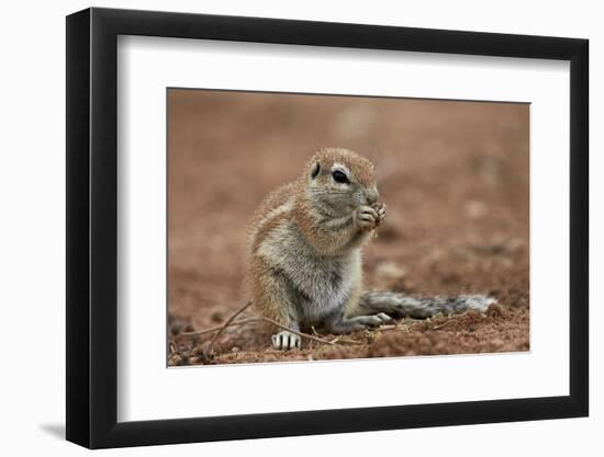 Young Cape Ground Squirrel (Xerus Inauris) Eating-James Hager-Framed Photographic Print