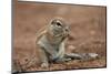 Young Cape Ground Squirrel (Xerus Inauris) Eating-James Hager-Mounted Photographic Print