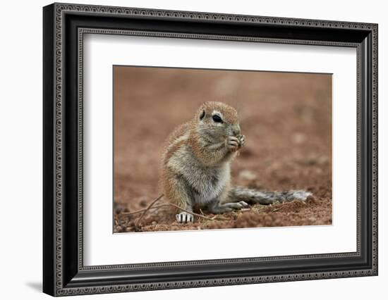 Young Cape Ground Squirrel (Xerus Inauris) Eating-James Hager-Framed Photographic Print