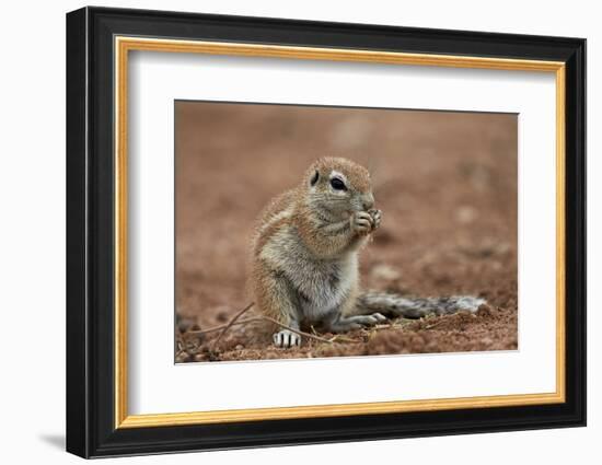 Young Cape Ground Squirrel (Xerus Inauris) Eating-James Hager-Framed Photographic Print