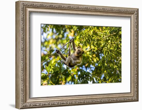 Young Capuchin Monkey hangs with his prehensile tail in the Pantanal, Brazil-James White-Framed Photographic Print