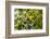 Young Capuchin Monkey hangs with his prehensile tail in the Pantanal, Brazil-James White-Framed Photographic Print