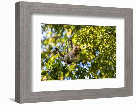 Young Capuchin Monkey hangs with his prehensile tail in the Pantanal, Brazil-James White-Framed Photographic Print