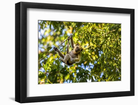 Young Capuchin Monkey hangs with his prehensile tail in the Pantanal, Brazil-James White-Framed Photographic Print