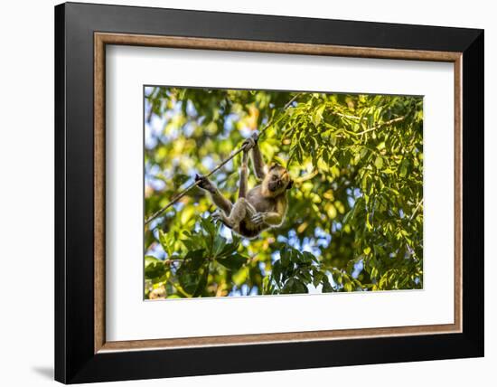 Young Capuchin Monkey hangs with his prehensile tail in the Pantanal, Brazil-James White-Framed Photographic Print