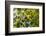 Young Capuchin Monkey hangs with his prehensile tail in the Pantanal, Brazil-James White-Framed Photographic Print