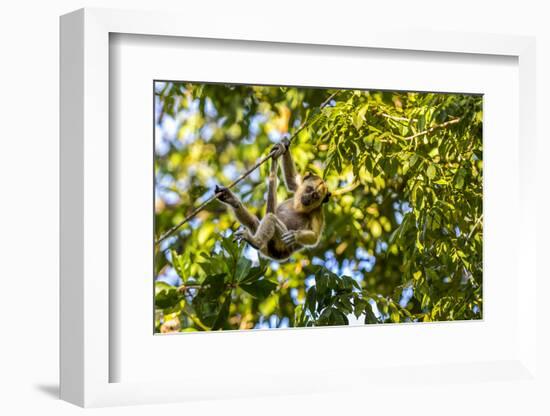 Young Capuchin Monkey hangs with his prehensile tail in the Pantanal, Brazil-James White-Framed Photographic Print