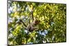 Young Capuchin Monkey hangs with his prehensile tail in the Pantanal, Brazil-James White-Mounted Photographic Print