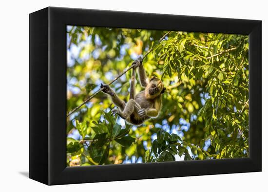 Young Capuchin Monkey hangs with his prehensile tail in the Pantanal, Brazil-James White-Framed Premier Image Canvas