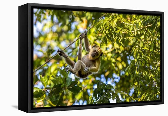Young Capuchin Monkey hangs with his prehensile tail in the Pantanal, Brazil-James White-Framed Premier Image Canvas
