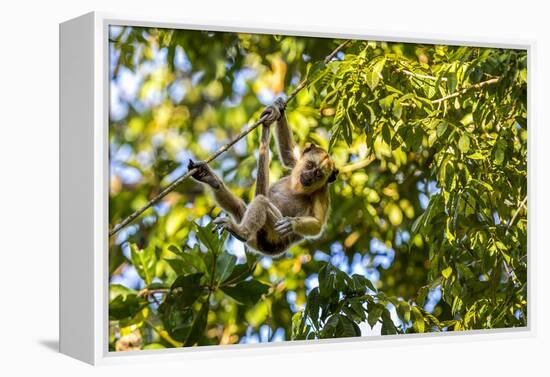 Young Capuchin Monkey hangs with his prehensile tail in the Pantanal, Brazil-James White-Framed Premier Image Canvas