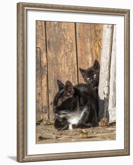 Young Cat with Mother-Andrea Haase-Framed Photographic Print